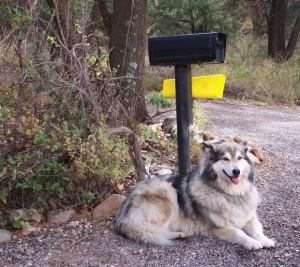 usps dogs