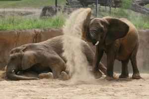 Courtesy of: Dallas Zoo