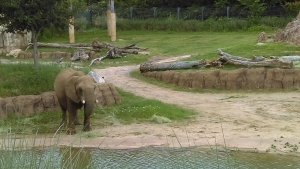 The Dallas Zoo welcomes a new baby elephant calf...but this isn't him