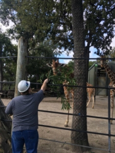 alan-giraffe