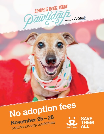 Dallas Animal Services Offers Free Adoptions During Their Home For The ...